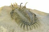 Short Trident Walliserops Trilobite - Timrzit, Morocco #350486-5